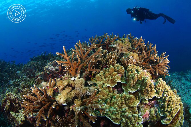 3 Epic Dives in Nusa Penida - Certified Divers' Day Trip - Manta rays, mola mola, and reef life