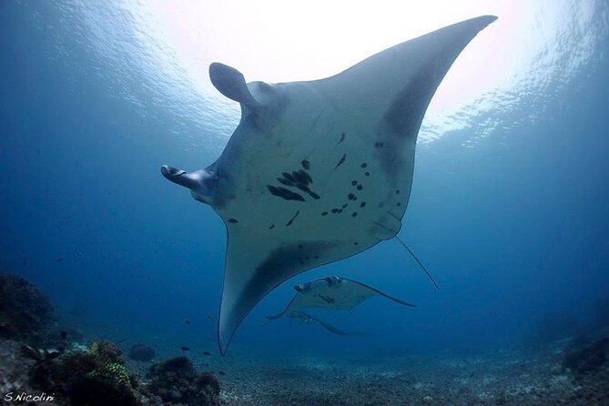 3D2N Sailing Komodo Living on Board Fiday to Sunday (Labuan Bajo) - Who should choose this trip?