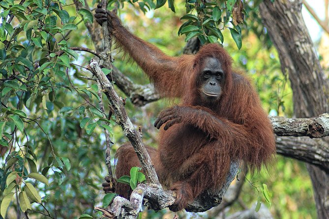 3ns Private Orangutan and Bornean Primates Kelotok Tour - Day 3: Pondok Tanggui and a second wildlife window
