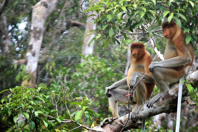 3ns Private Orangutan and Bornean Primates Kelotok Tour - Day 4: A quiet cruise back to Kumai