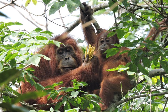 4 Day Jungle Adventure including 2 day trek - Day two: five to six hours toward Camp 1 Adi Black