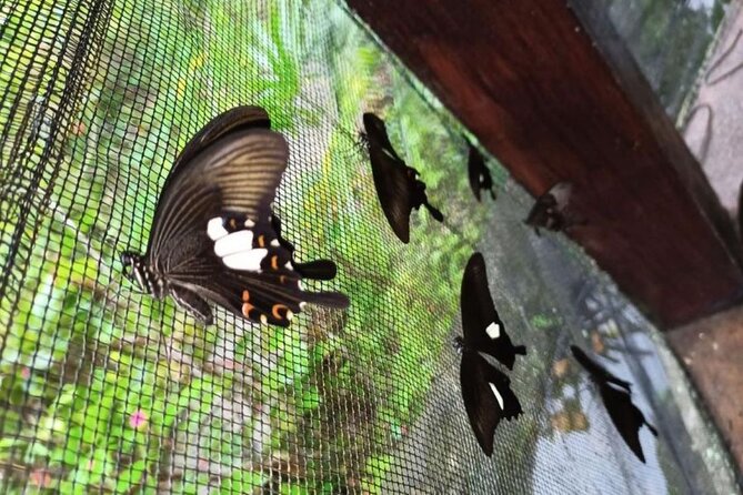 4-Hour Private Tour in Jatiluwih Terraces and Butterfly Park - Jatiluwih’s UNESCO-listed rice terraces