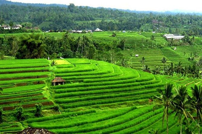 4-Hour Private Tour in Jatiluwih Terraces and Butterfly Park - A warm finish at Penatahan Hot Spring