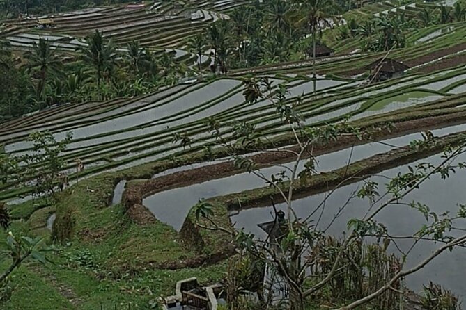 4-Hour Private Tour in Jatiluwih Terraces and Butterfly Park - Practical booking advice