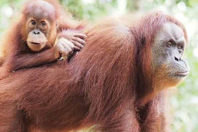 5 Day's 4 Night's jungle Tour trekking in Bukit Lawang - Key points at a glance