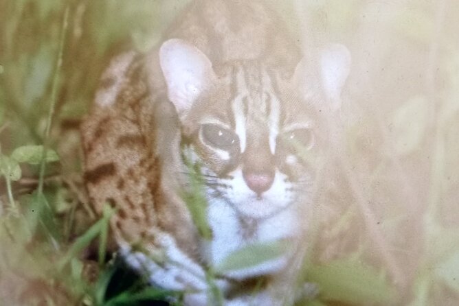 5 Day's 4 Night's jungle Tour trekking in Bukit Lawang - Wildlife watching with patience and distance