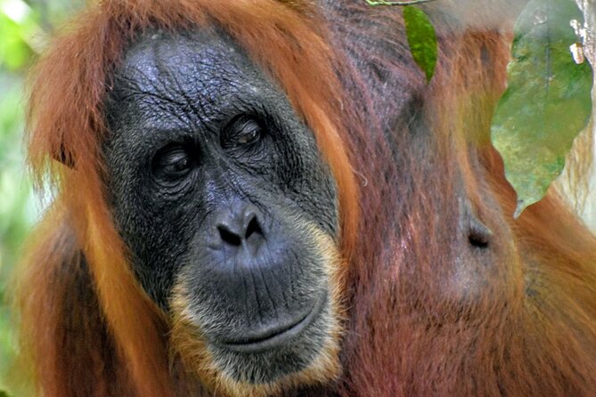 5 Days North Sumatra Adventure : Bukit Lawang & Mount Sibayak - Key points at a glance