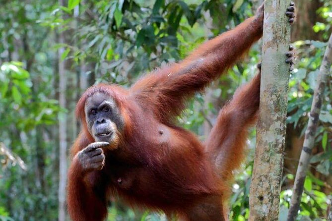 5 Days North Sumatra Adventure : Bukit Lawang & Mount Sibayak - The four-hour road to Bukit Lawang