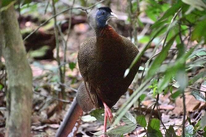 5 Days North Sumatra Adventure : Bukit Lawang & Mount Sibayak - Mount Sibayak before sunrise