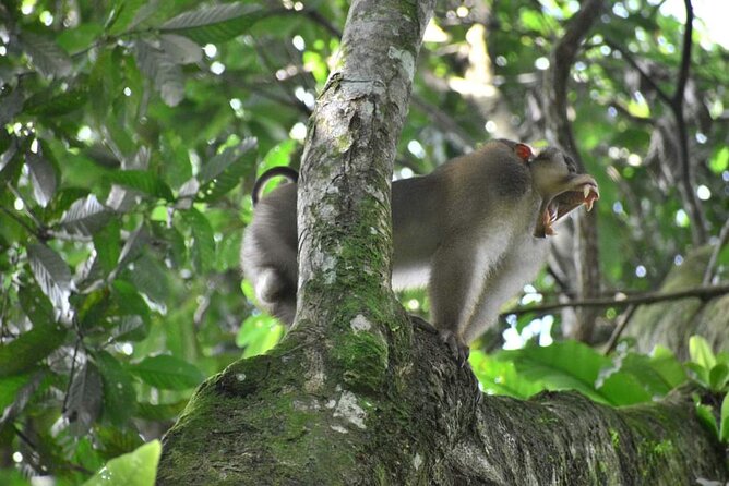 5 Days North Sumatra Adventure : Bukit Lawang & Mount Sibayak - Seven hours in the Gunung Leuser rainforest