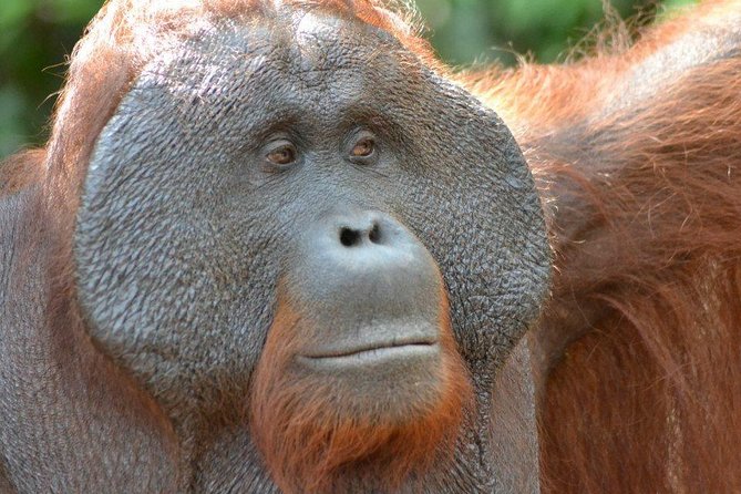 5 Days Truly Orangutan Wildlife Jungle Trail - Key points to know before you book