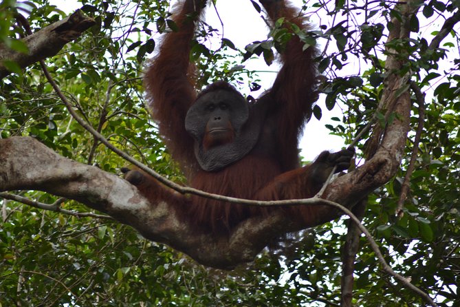 5 Days Truly Orangutan Wildlife Jungle Trail - Day 2: Pondok Tanggui and the route to Camp Leakey