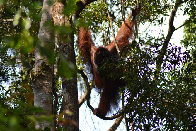 5 Days Truly Orangutan Wildlife Jungle Trail - Day 3: A 9-kilometre walk into lowland forest