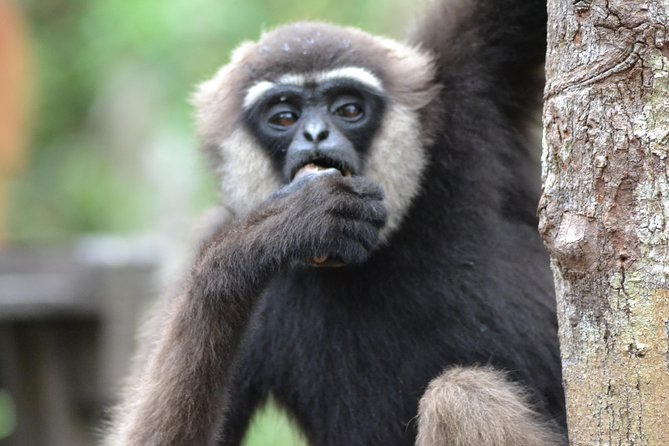 5 Days Truly Orangutan Wildlife Jungle Trail - Day 5: Arut Riverside and Istana Kuning
