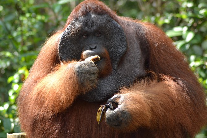 5 Days Truly Orangutan Wildlife Jungle Trail - Day 1: Sekonyer River, Tanjung Harapan, and sunset