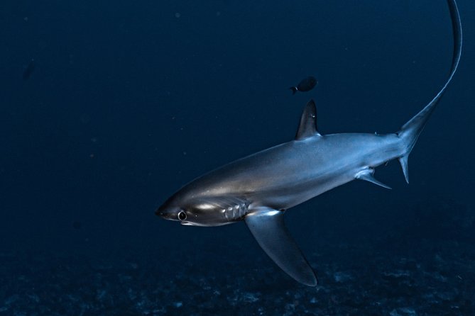5 Fun Dives in Nusa Lembongan (for certified divers) - Swim with a Mola Mola - Five underwater sessions around Nusa Lembongan