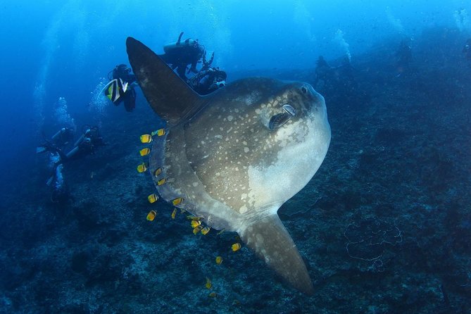 5 Fun Dives in Nusa Lembongan (for certified divers) - Swim with a Mola Mola - What the guide and equipment mean for you