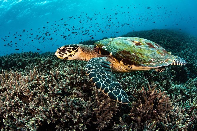 5 Fun Dives in Nusa Lembongan (for certified divers) - Swim with a Mola Mola - Two days, or up to seven days