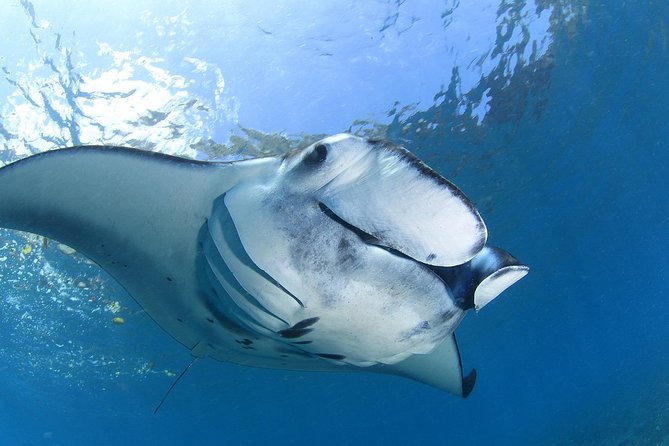 5 Fun Dives in Nusa Lembongan (for certified divers) - Swim with a Mola Mola - Crystal Bay and the search for mola mola