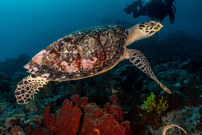 5 Fun Dives in Pemuteran (for certified divers) - Exploration in Menjangan Park - Why Menjangan works so well for a two-day package