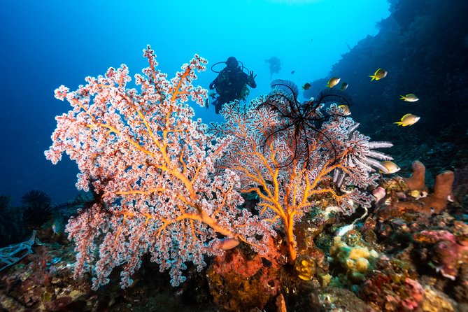 5 Fun Dives in Pemuteran (for certified divers) - Exploration in Menjangan Park - Mandarin Point, Cave Point, and macro subjects