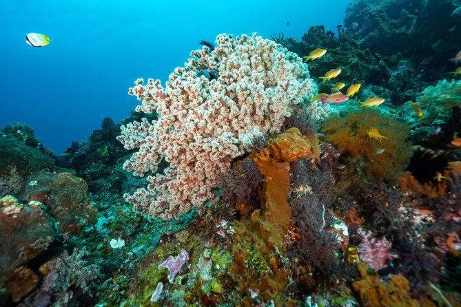 5 Fun Dives in Pemuteran (for certified divers) - Exploration in Menjangan Park - The island break between sessions
