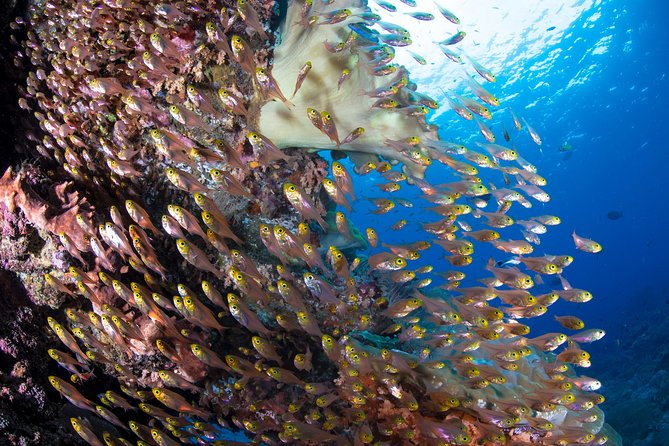 5 Fun Dives in Pemuteran (for certified divers) - Exploration in Menjangan Park - Who should book this experience