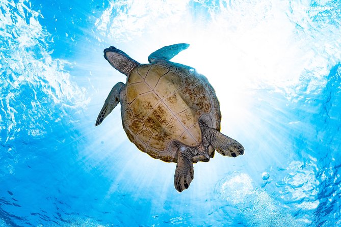 5 Fun Dives in Pemuteran (for certified divers) - Exploration in Menjangan Park - The practical value of the $180.56 price
