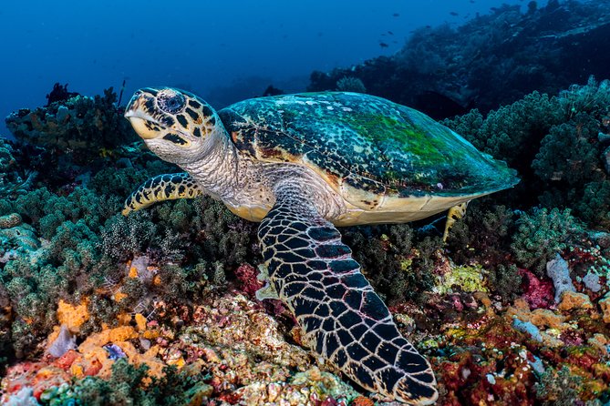 5 Fun Dives in Pemuteran (for certified divers) - Exploration in Menjangan Park - Starting at Pemuteran’s dive center