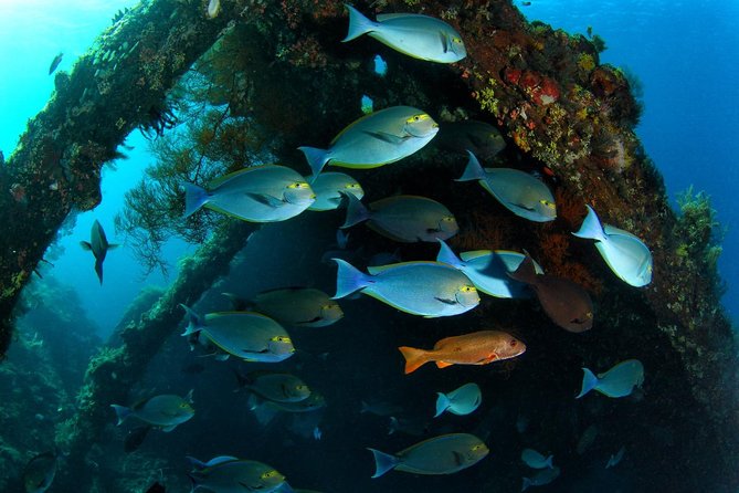 5 Fun Dives in Tulamben (for certified divers) - Discover famous diving sites - The Boga wreck and Tulamben’s macro sites
