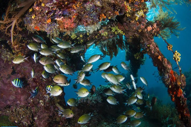 5 Fun Dives in Tulamben (for certified divers) - Discover famous diving sites - Who should book this package