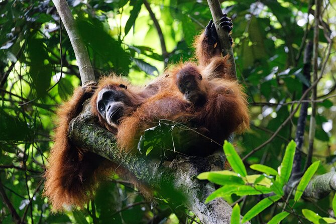6 Days Bukit Lawang - Berastagi Tour (2D1N Jungle Treking + Sunrise Hiking) - Key points to know before booking