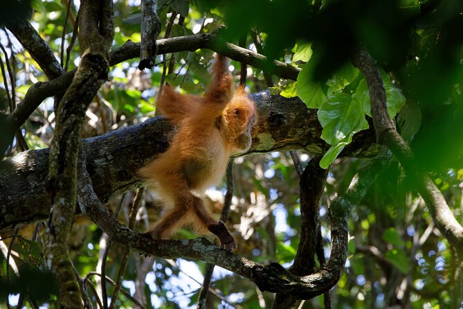6 Days Bukit Lawang - Berastagi Tour (2D1N Jungle Treking + Sunrise Hiking) - Guides, transport, and the practical details