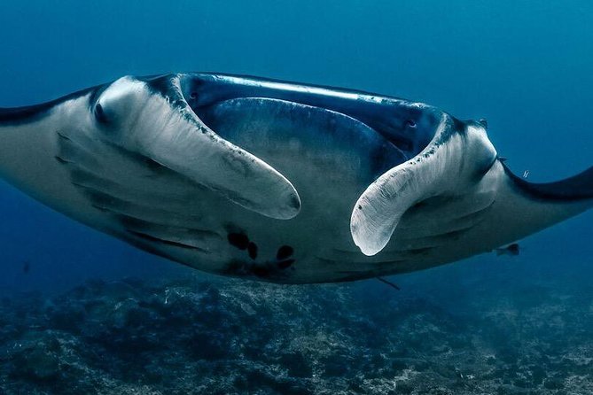 7 Fun Dives in Nusa Lembongan (for certified divers) - Premium Value Package - Toyapakeh and the wider Nusa Penida area