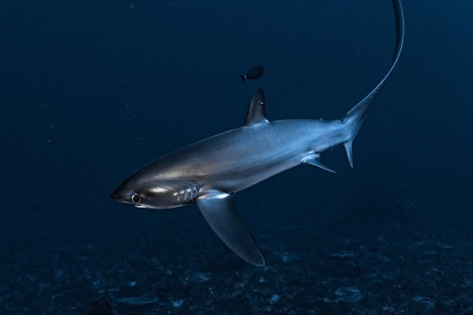 7 Fun Dives in Nusa Lembongan (for certified divers) - Premium Value Package - Jungut Batu Beach and a local coastal setting