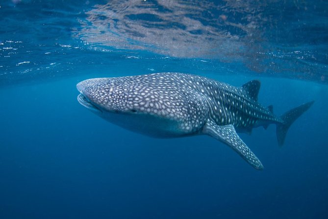 7 Fun Dives in Nusa Lembongan (for certified divers) - Premium Value Package - Equipment and the daily routine at the center