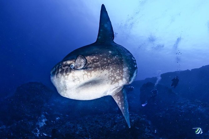 7 Fun Dives in Nusa Lembongan (for certified divers) - Premium Value Package - Price, timing, and the real value
