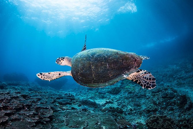 7 Fun Dives in Nusa Lembongan (for certified divers) - Premium Value Package - Manta Point and the islandβs famous rays