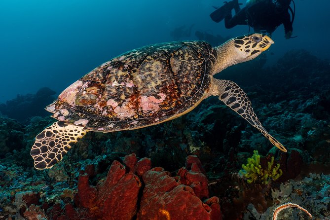 7 Fun Dives in Pemuteran (for certified divers) - Exploration in Menjangan Park - The morning routine in Pemuteran