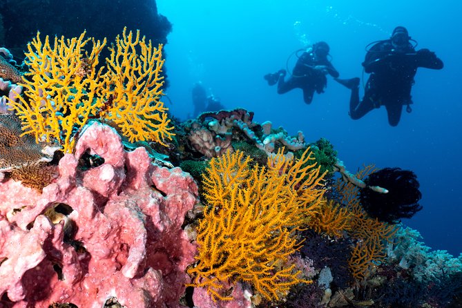 7 Fun Dives in Pemuteran (for certified divers) - Exploration in Menjangan Park - What you may see below the surface