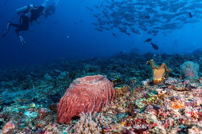 7 Fun Dives in Pemuteran (for certified divers) - Exploration in Menjangan Park - The break on Menjangan Island