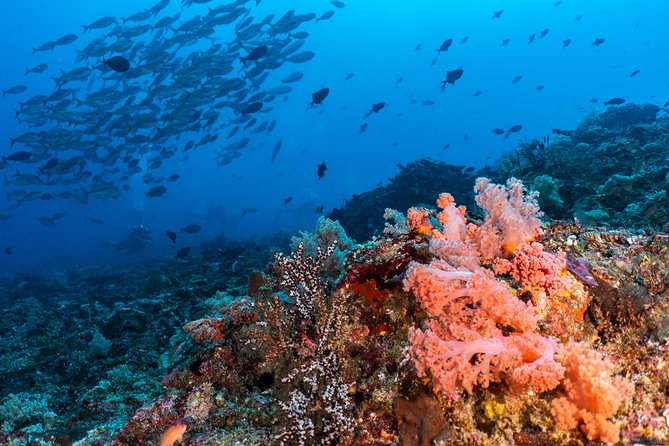 7 Fun Dives in Pemuteran (for certified divers) - Exploration in Menjangan Park - How the seven-session package works