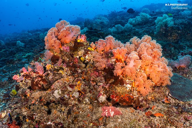 7 Fun Dives in Pemuteran (for certified divers) - Exploration in Menjangan Park - Certification and refresher requirements