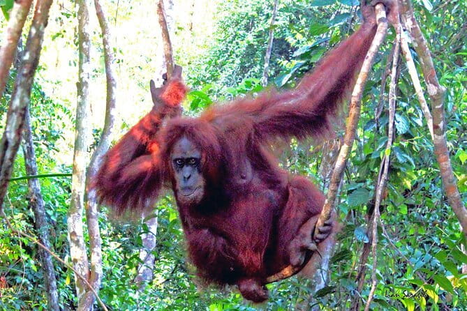 8 days group tour in Sumatra - Day 4: Waterfall time and a river ride back