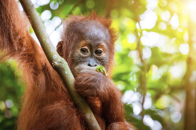 8 days group tour in Sumatra - Day 6: Mount Sibayak, Sipisopiso and Lake Toba