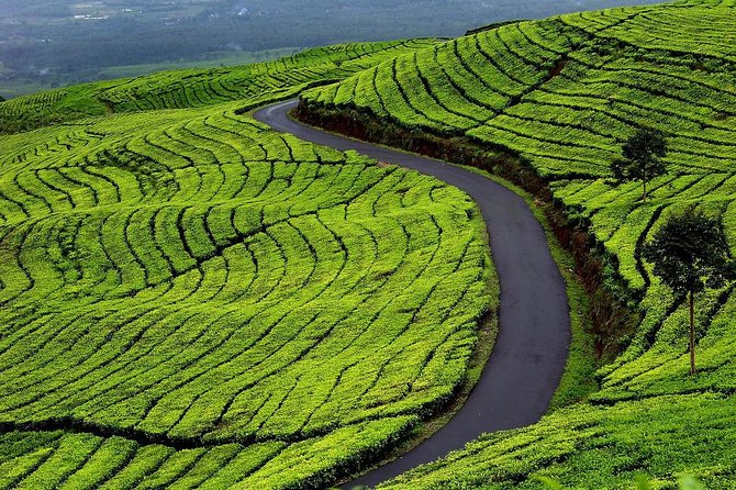 Active Volcano, Rice Field, Hot Spring, Fruit market, Tea Plantation with Lunch - Lembang Fruit Market and the honey pineapple