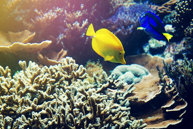 All Inclusive Bali Blue Lagoon Snorkeling with Lunch and Transport - The $50 question: is the package good value?