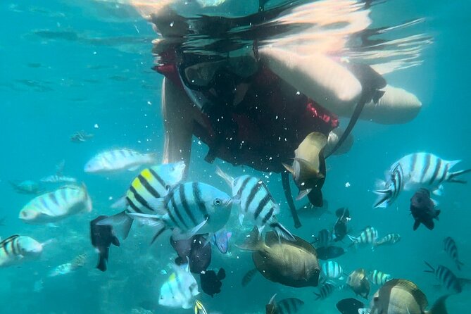 All Inclusive : Bali Blue Lagoon Snorkeling with Lunch &Transfers - Tanjung Jepun gives you a second chance
