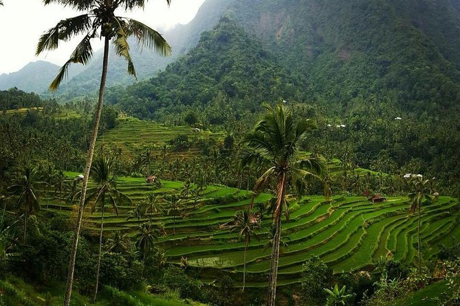 All inclusive Bali Sekumpul Waterfalls Trekking Tour - What the private format changes