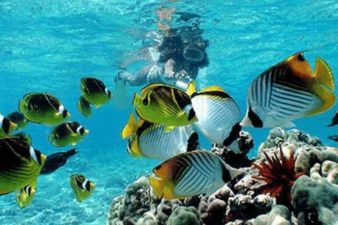 All Inclusive Bali Snorkeling Blue Lagoon tour experience - Lunch at 2 p.m., with the basics covered